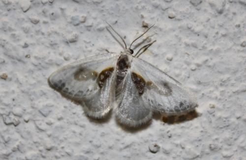 Cilix glaucata